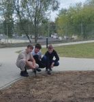  tulipany dla hospicjum