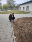  tulipany dla hospicjum