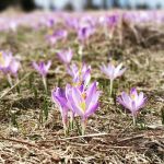 /wyjazd_edukacyjny_do_zakopanego